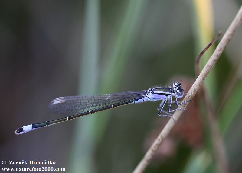 Blue-tailed Damselfly, Ischnura elegans, Zygoptera (Dragonflies, Odonata)